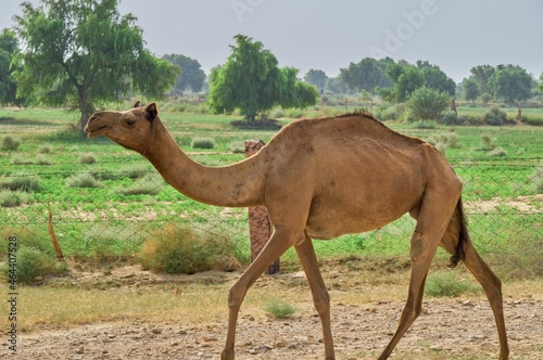 Camel walking along a field