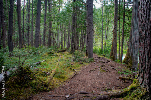 Wide hiking trail in the lush green mossy forest in British Columbia  Shuswap region