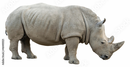 rhino isolated on white background An adult white rhinoceros on a white background. A rhinoceros on an isolated white background.