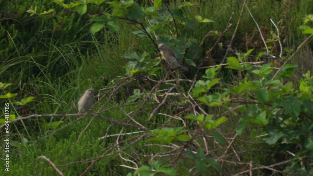 Two Small Birds With One Bird Pooping, Perching On Branches Among The Bushes And Fly Away. - Medium Shot Two Small Birds With One Bird Pooping, Perching On Branches Among The Bushes And Fly Away. - Medium Shot