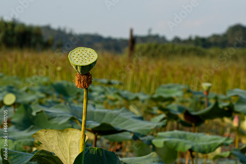 A single carpellary receptacle of the sacred lotus on a pond. Selective focus points photo