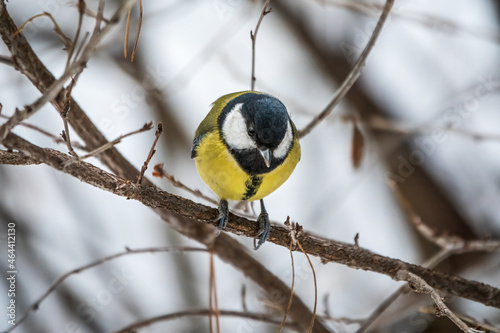 Cute bird Great tit, songbird sitting on a branch without leaves in the autumn or winter.