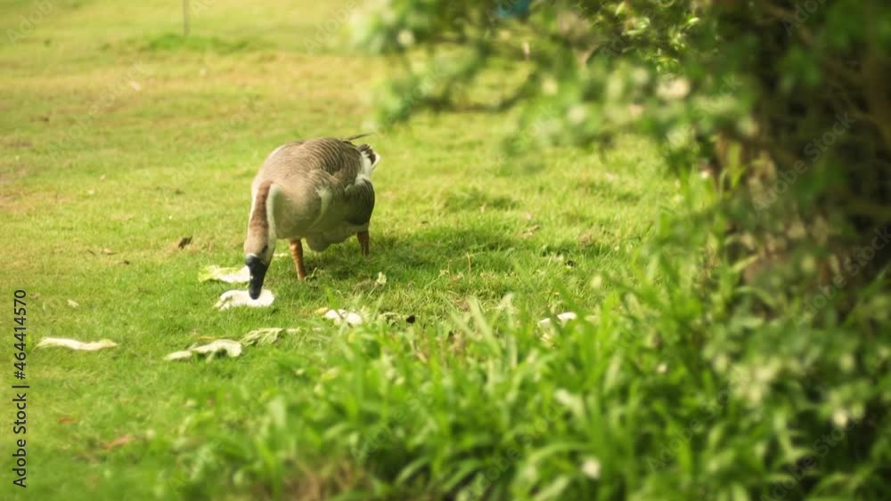 The goose use beak eating vegetables scraps The goose use beak eating vegetables scraps