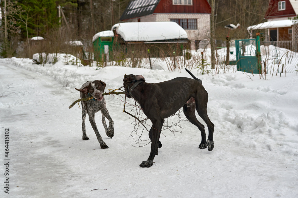 Two dogs play with a tree branch on a winter forest road