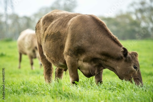 Slika na platnu Close up of cows in a field, grazing on pasture, in Australia