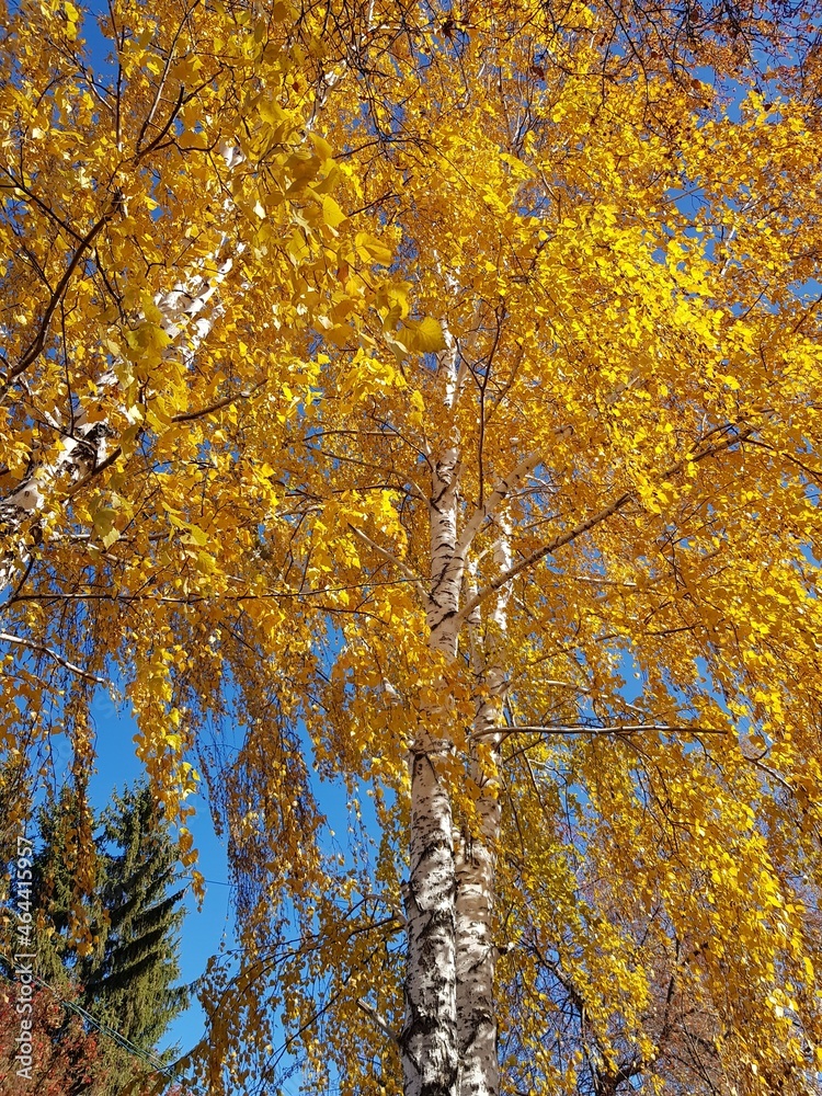 Yellow birch leaves on blue sky background