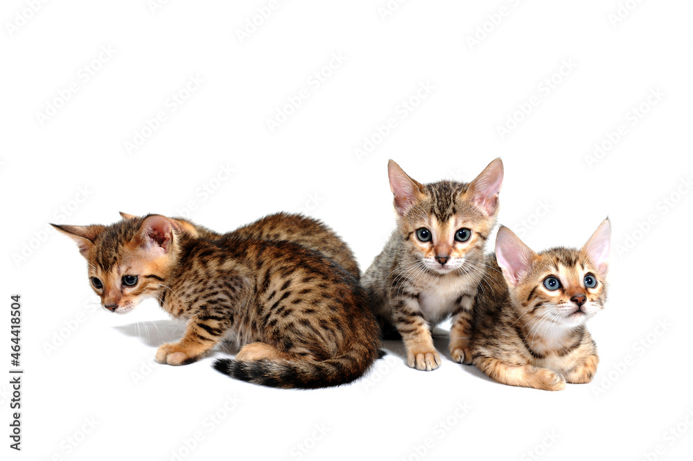 four purebred kittens sit on a white isolated background