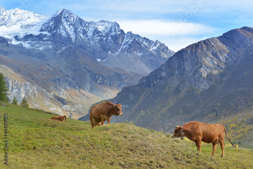 brown alpine cows in alpine pasture with peak snowy background