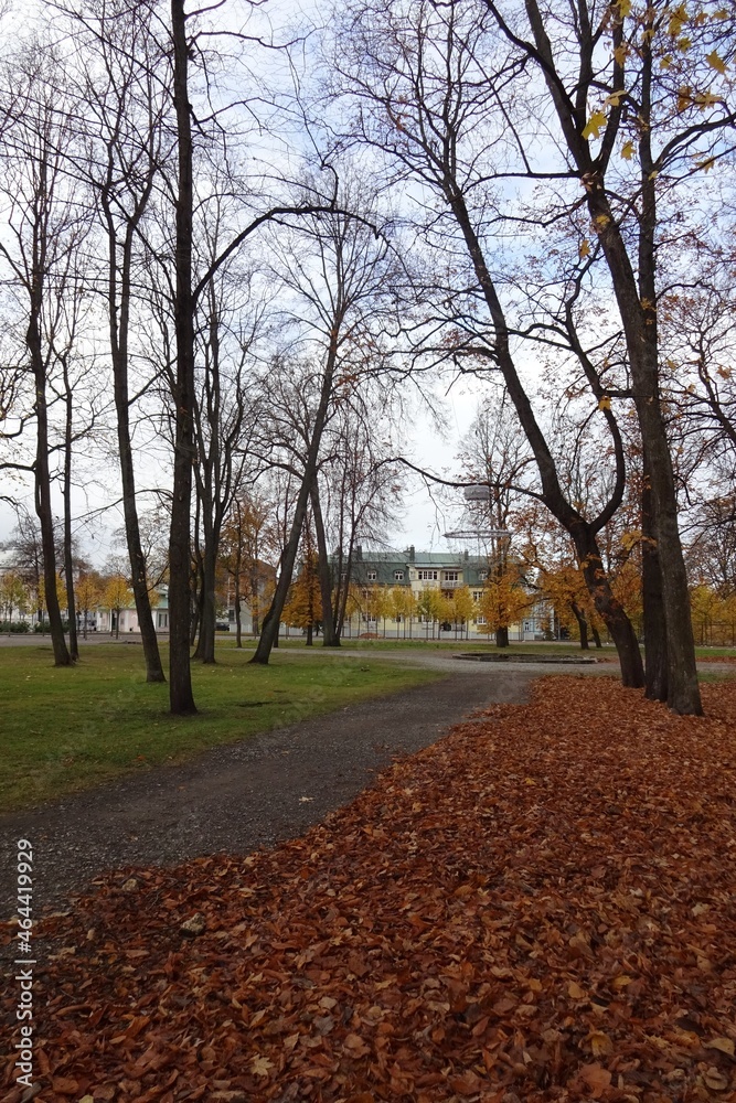 Autumn landscape in Kadriorg park. Footpath through golden brown dry leaves on the ground. Yellow building on the back. Trees with no foliage. Tallinn, Estonia. October 2021