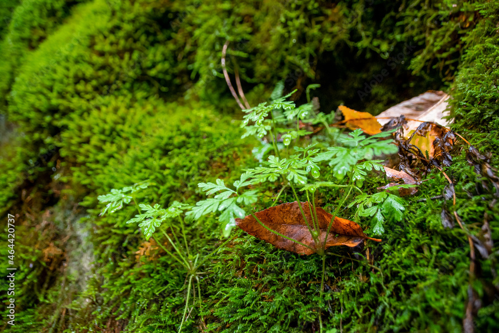 A fallen red Autumn-coloured leaf rests on a bed of green moss in a forest at Bruce's Caves Conservation Area near Wiarton, Ontario.