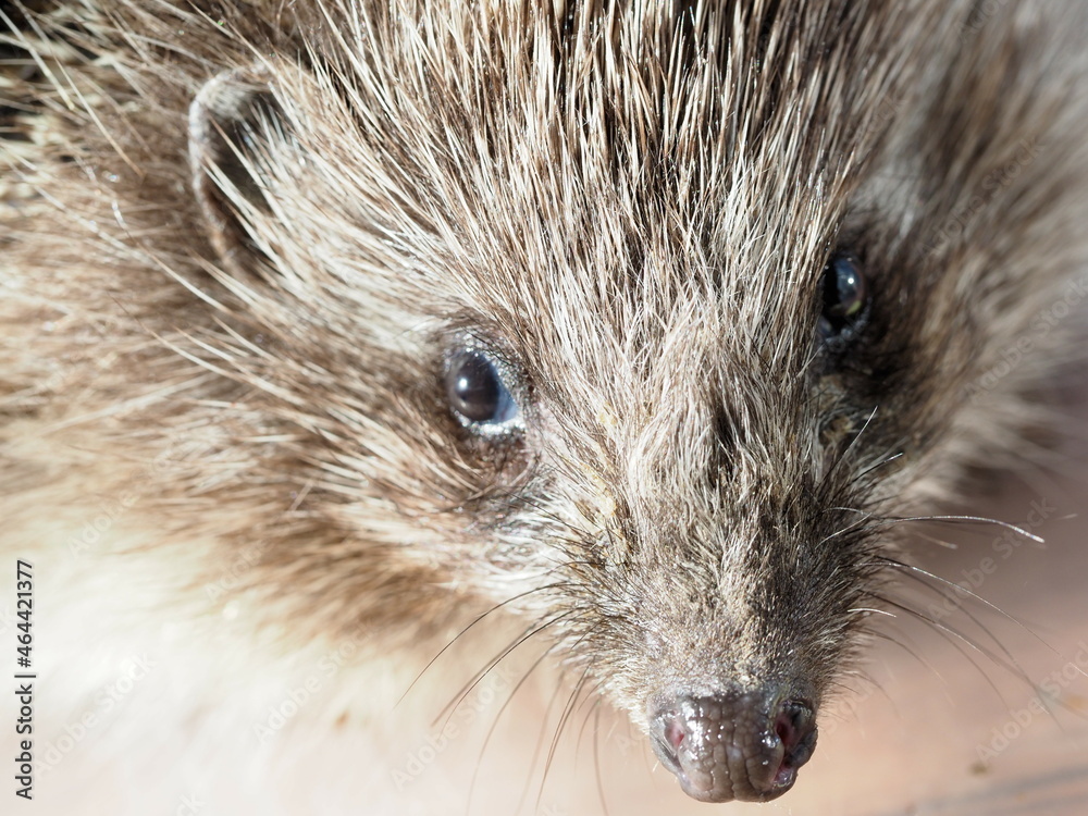 Obraz premium hedgehog close-up nose and muzzle