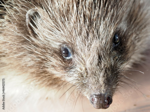 hedgehog close-up nose and muzzle
