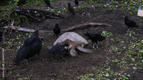 Sea turtle in Tortugero, Costa Rica being eaten by vultures after being killed by a jaguar. photo