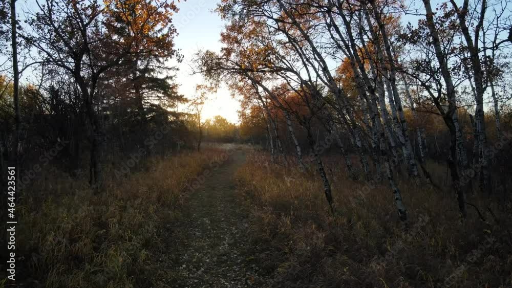Drone moving slowly forward through an autumnal forest with orange colors during fall at sunset in Alberta, Canada. Scenic and cinematic aerial 4K footage of autumnal canadian woods. Drone moving slowly forward through an autumnal forest with orange colors during fall at sunset in Alberta, Canada. Scenic and cinematic aerial 4K footage of autumnal canadian woods.
