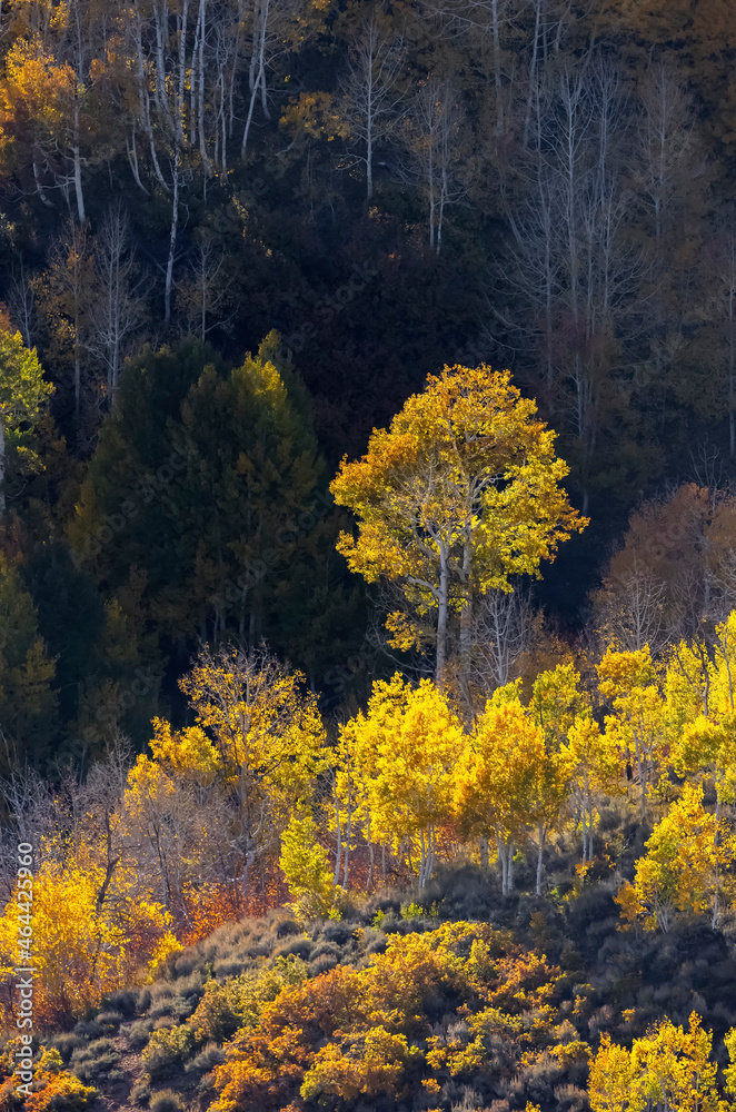 Fototapeta premium Bright yellow Aspen tree lit in sun light with dark mountain shade background