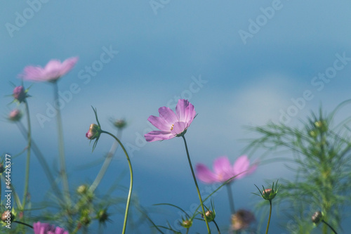 Fototapeta Naklejka Na Ścianę i Meble -  Cosmos flowers in the mountains