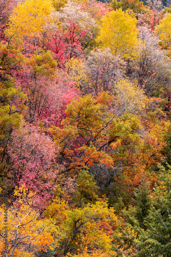 Trees with Brilliant fall foliage in Wasatch mountains of Utah