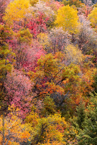 Trees with Brilliant fall foliage in Wasatch mountains of Utah
