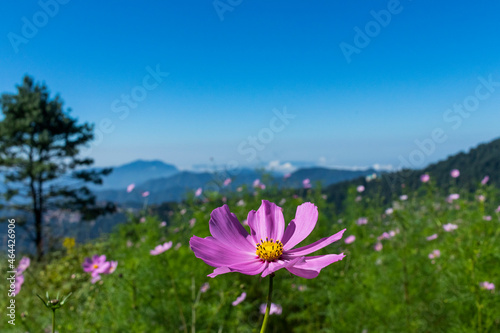 Cosmos flowers in the mountains