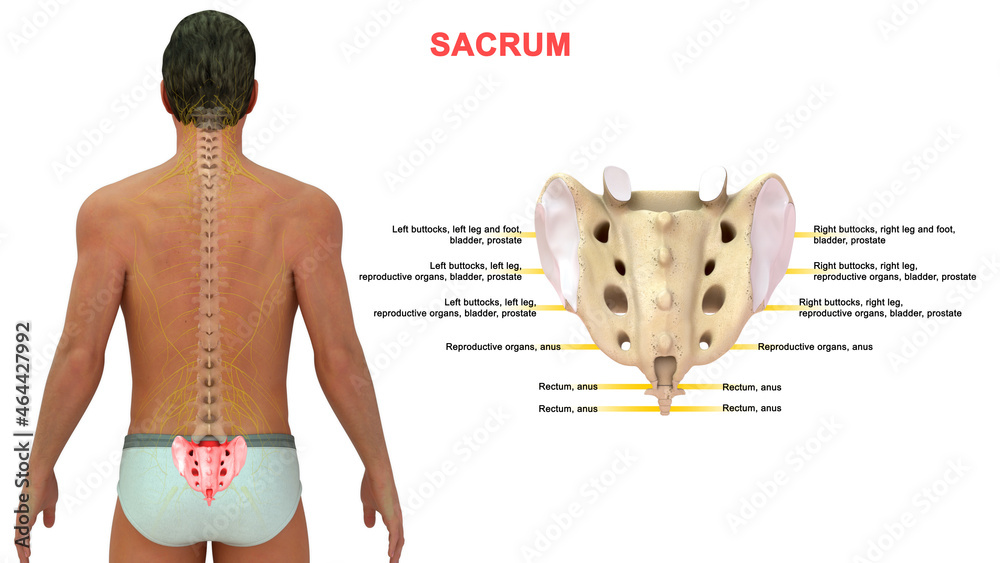 the-sacrum-is-a-shield-shaped-bony-structure-that-is-located-at-the