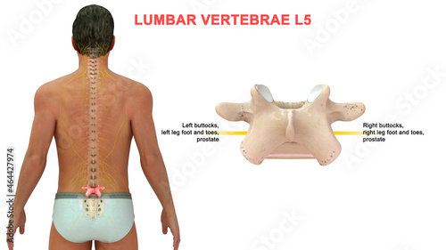 The lumbar spine contains 5 vertebrae, labeled L1 to L5, which progressively increase in size going down the lower back. The vertebrae are connected with joints at the back to enable bending . photo