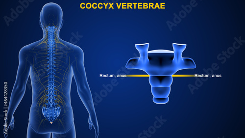 The coccyx (also known as the tailbone) is the terminal part of the vertebral column. It is comprised of four vertebrae, which fuse to produce a triangular shape. photo