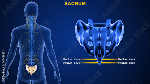 The sacrum is a shield-shaped bony structure that is located at the base of the lumbar vertebrae and that is connected to the pelvis. photo