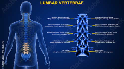 The lumbar spine contains 5 vertebrae, labeled L1 to L5, which progressively increase in size going down the lower back. The vertebrae are connected with joints at the back to enable bending . photo