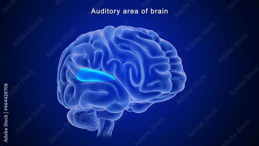Auditory area of Brain Auditory area of Brain