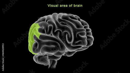 Fotografía Visual Area of Brain