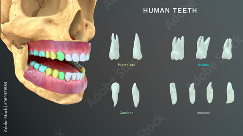 Canvas Print Human Teeth