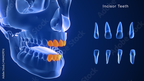 Foto Incisors Teeth
