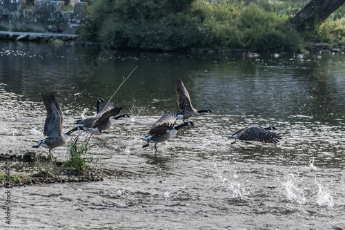 ducks on the river