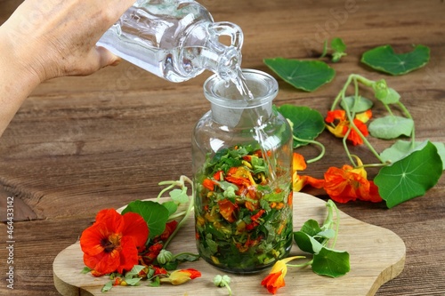 Making tincture from Tropaeolum majus, also called garden nasturtium or Indian cress. The whole plant is chopped up and covered in alcohol. Tincture is good for medicinal use. photo