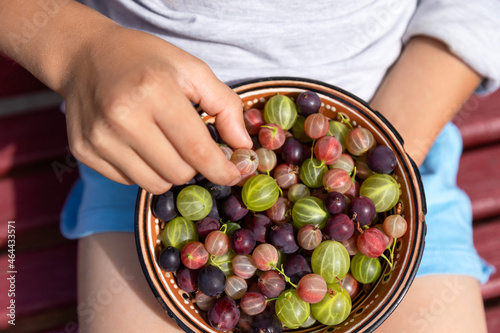 Human hand taking a berry from a bowl full of ripe gooseberries
