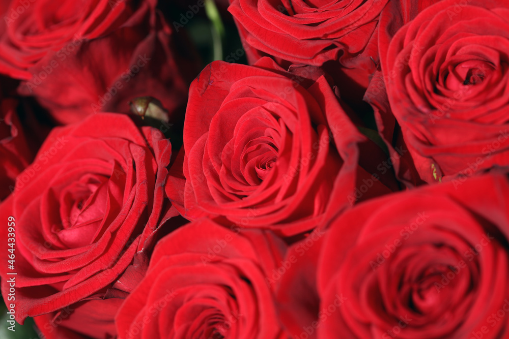 A Bouquet of wonderful red Roses A Bouquet of wonderful red Roses