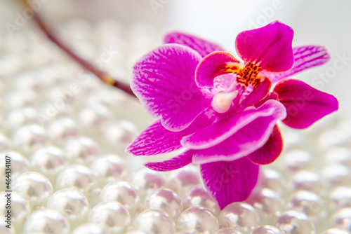 pearl and purple orchid on a white glas 