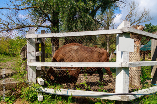 Bison in the aviary. The symbol of Moldova. Natural protected by the state reserve. Background with copy space photo