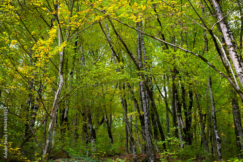 Forest backgrounds. Deciduous green forest with yellowing trees. Beginning of autumn.
