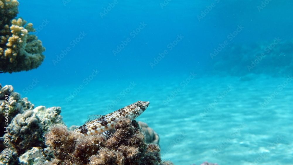 Fototapeta premium Beautiful fish on the Red Sea reef.