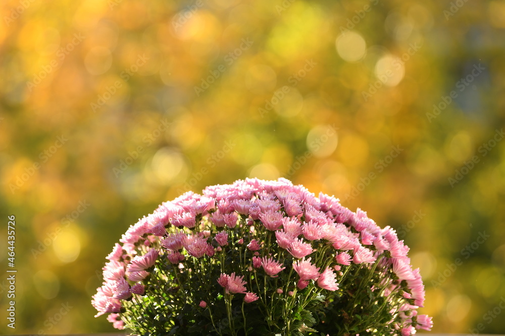 Obraz premium Beautiful pink chrysanthemum flower autumn background