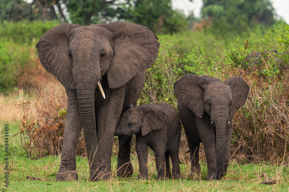 African Bush Elephant - Loxodonta africana, iconic member of African big five, Queen Elizabeth National Park, Uganda.