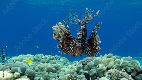 Lion Fish in the Red Sea.