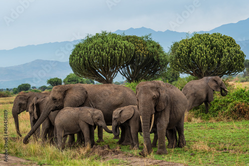 Canvas Print African Bush Elephant - Loxodonta africana, iconic member of African big five, Queen Elizabeth National Park, Uganda