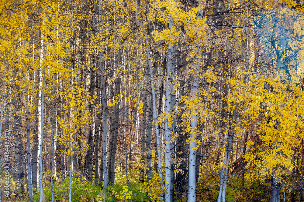 Fototapeta autumn forest background