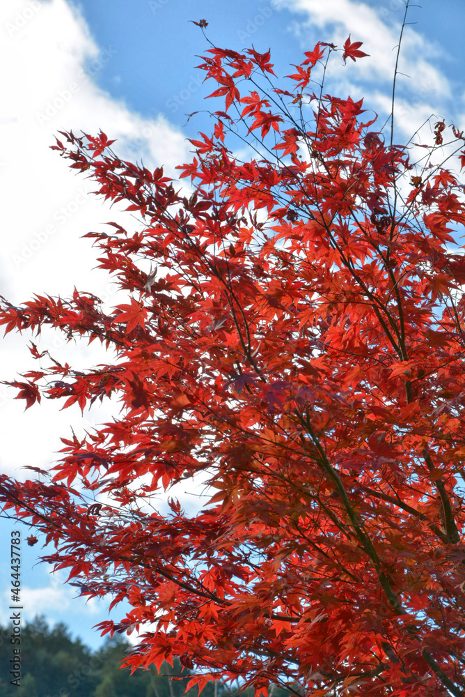 red maple leaves