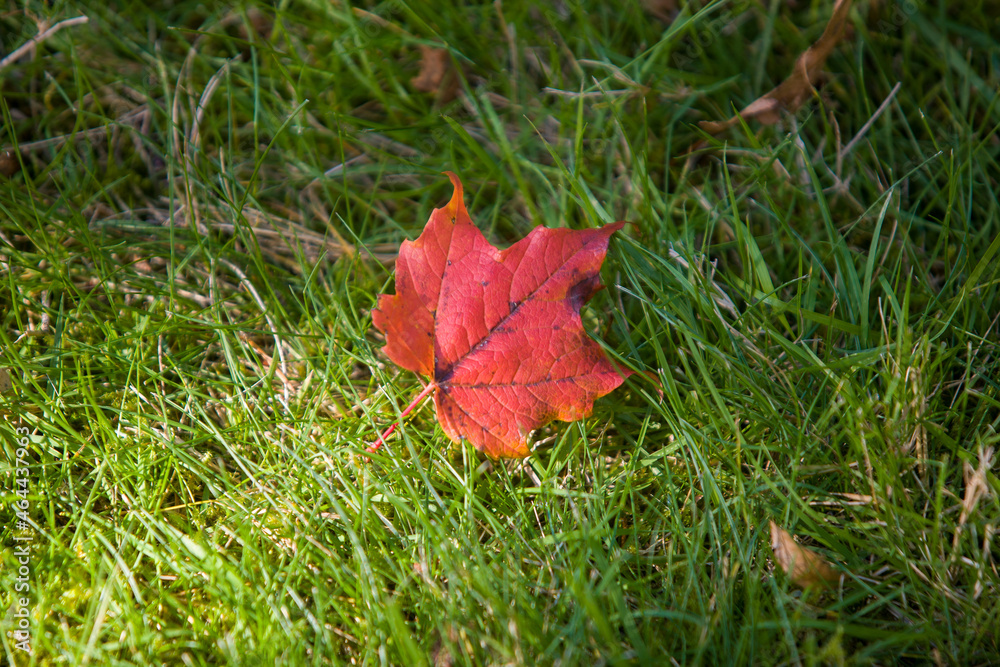 red maple leaf on grass red maple leaf on grass