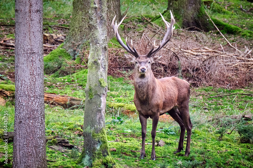 Fototapeta Naklejka Na Ścianę i Meble -  Rothirsch ( Cervus elaphus ).