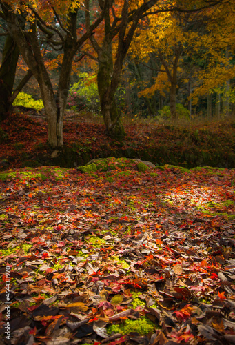石垣の上に紅葉した落葉が敷き詰められた景色