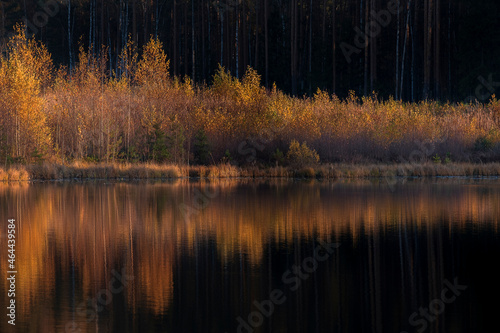 red bushes lit by the sun against the background of a dark forest by the lake. Sunny landscape in late autumn